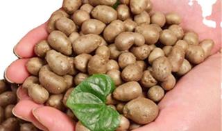 山药豆精播方法 山药豆怎么种植